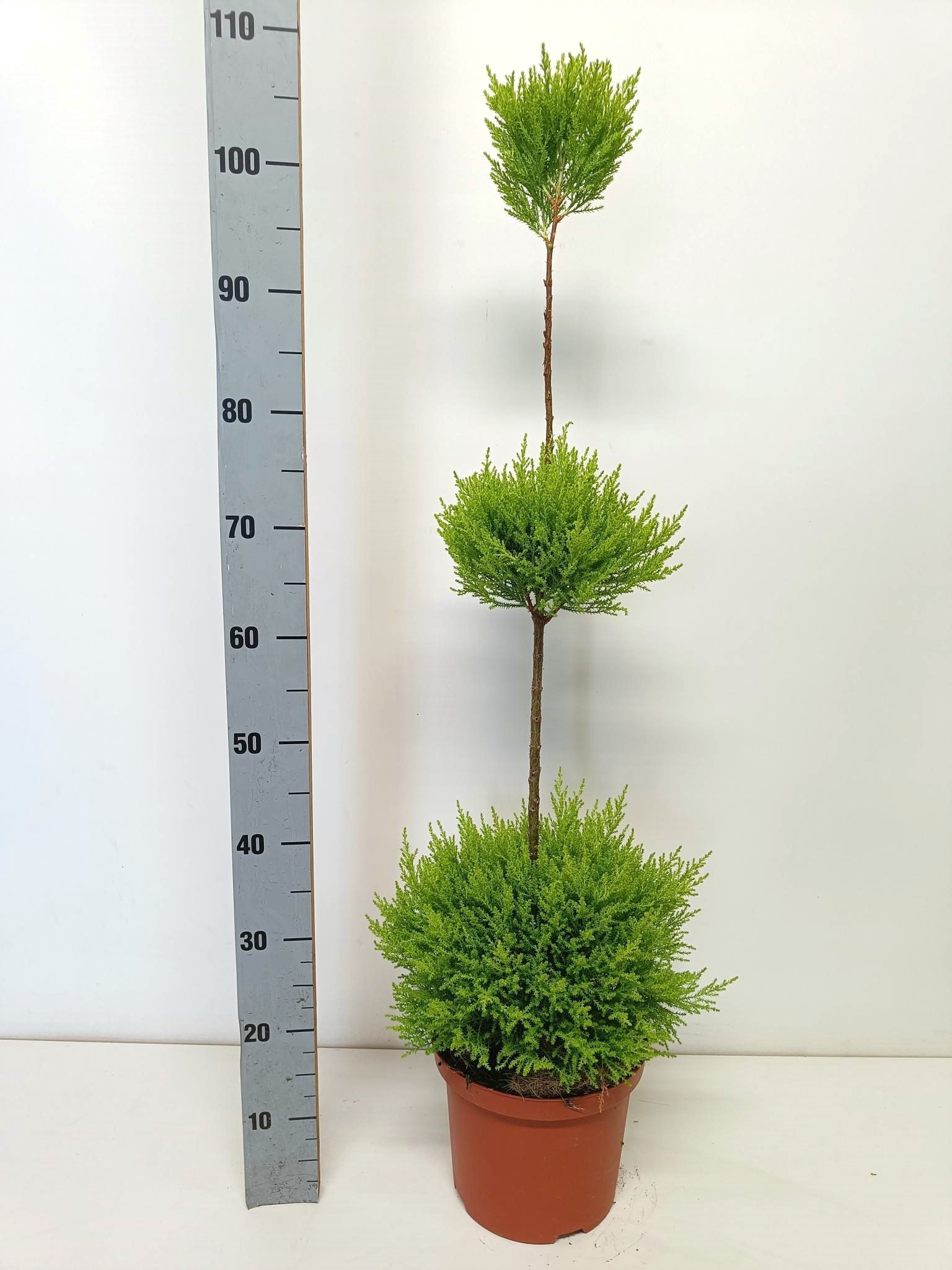 Cupressus goldcrest wilma " triobol"