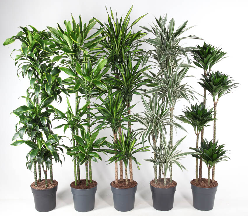 Picture of Dracaena 120-90-60-30 in varieties P27 170cm