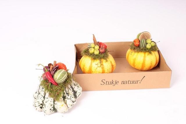 Cucurbita - Overig sierfruit