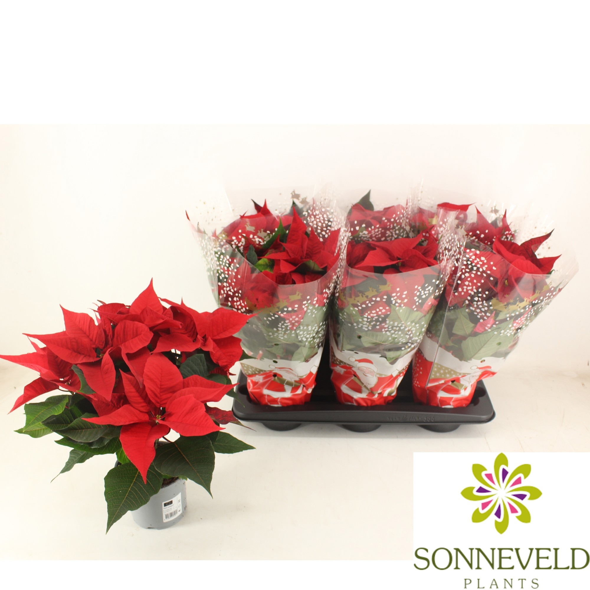 Euphorbia pulcherrima Poinsettia Christmas Feeling