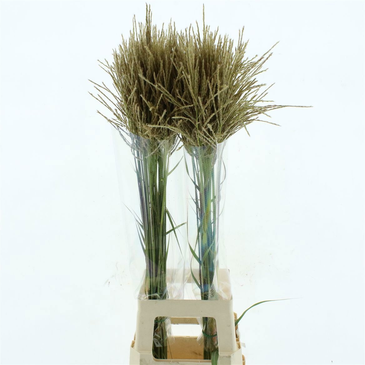 Miscanthus Sinensis 100cm
