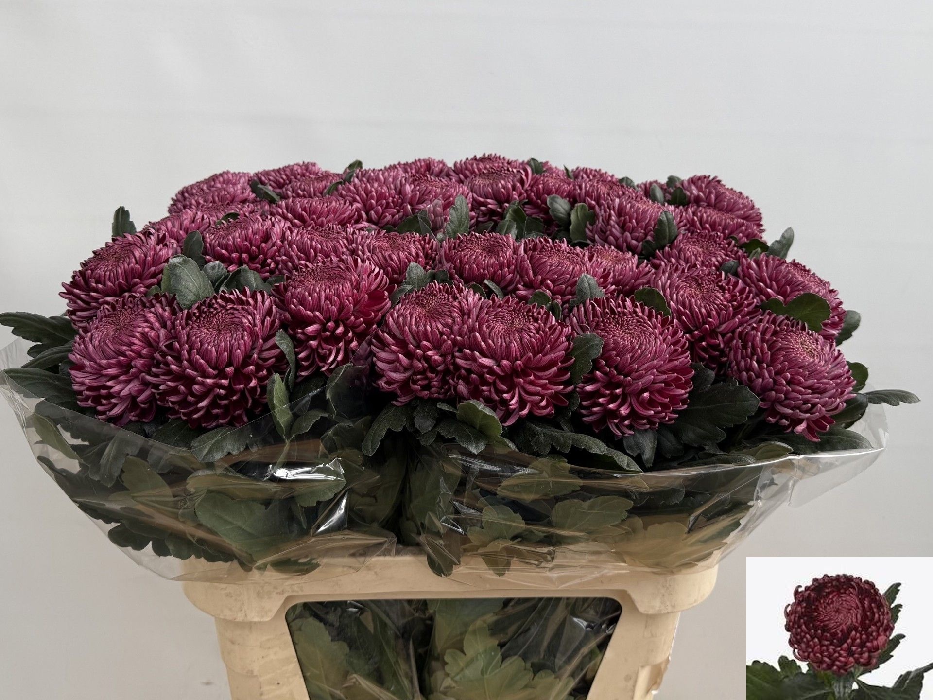 Chrys Single Bigoudi Purple 80cm 110gram