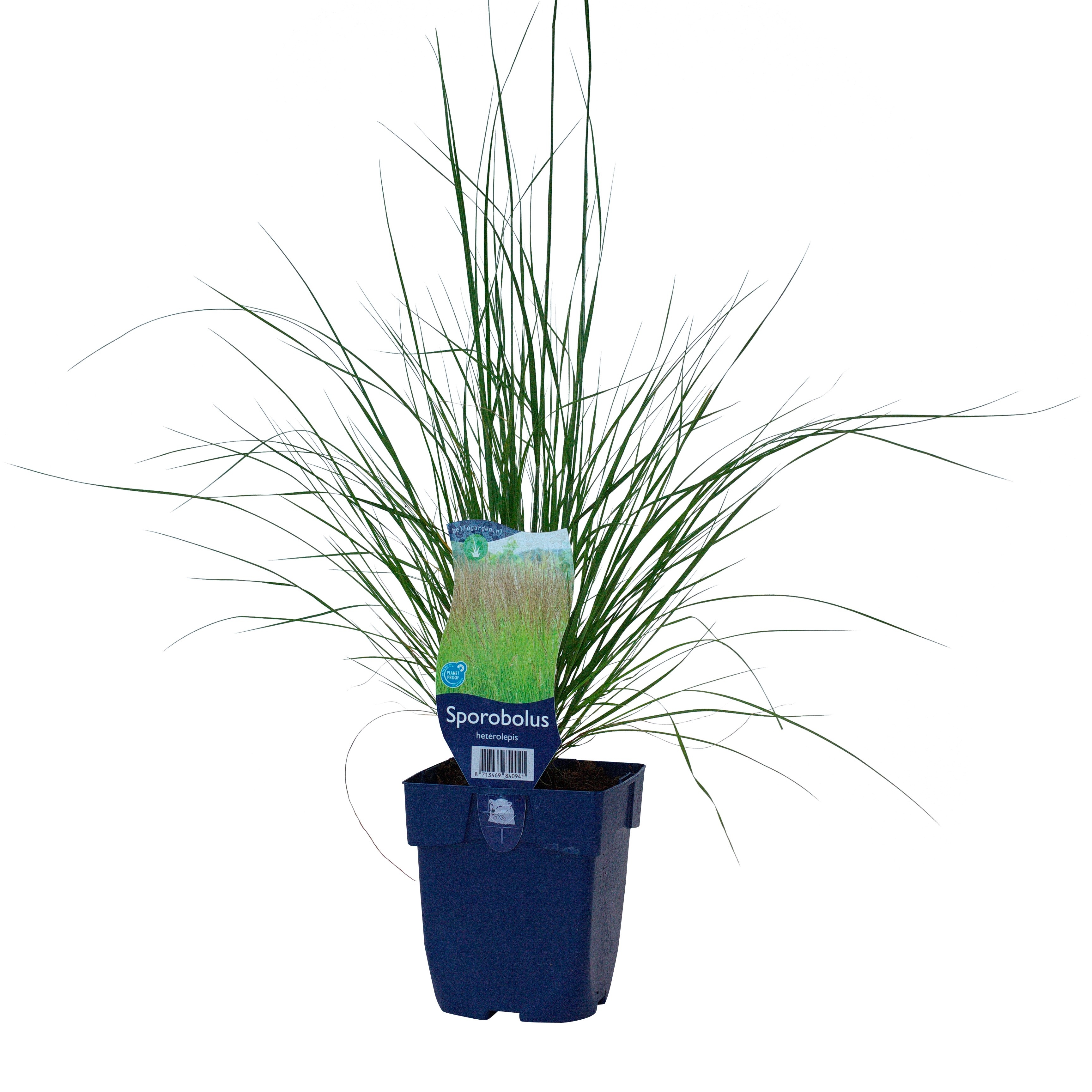 Sporobolus heterolepis