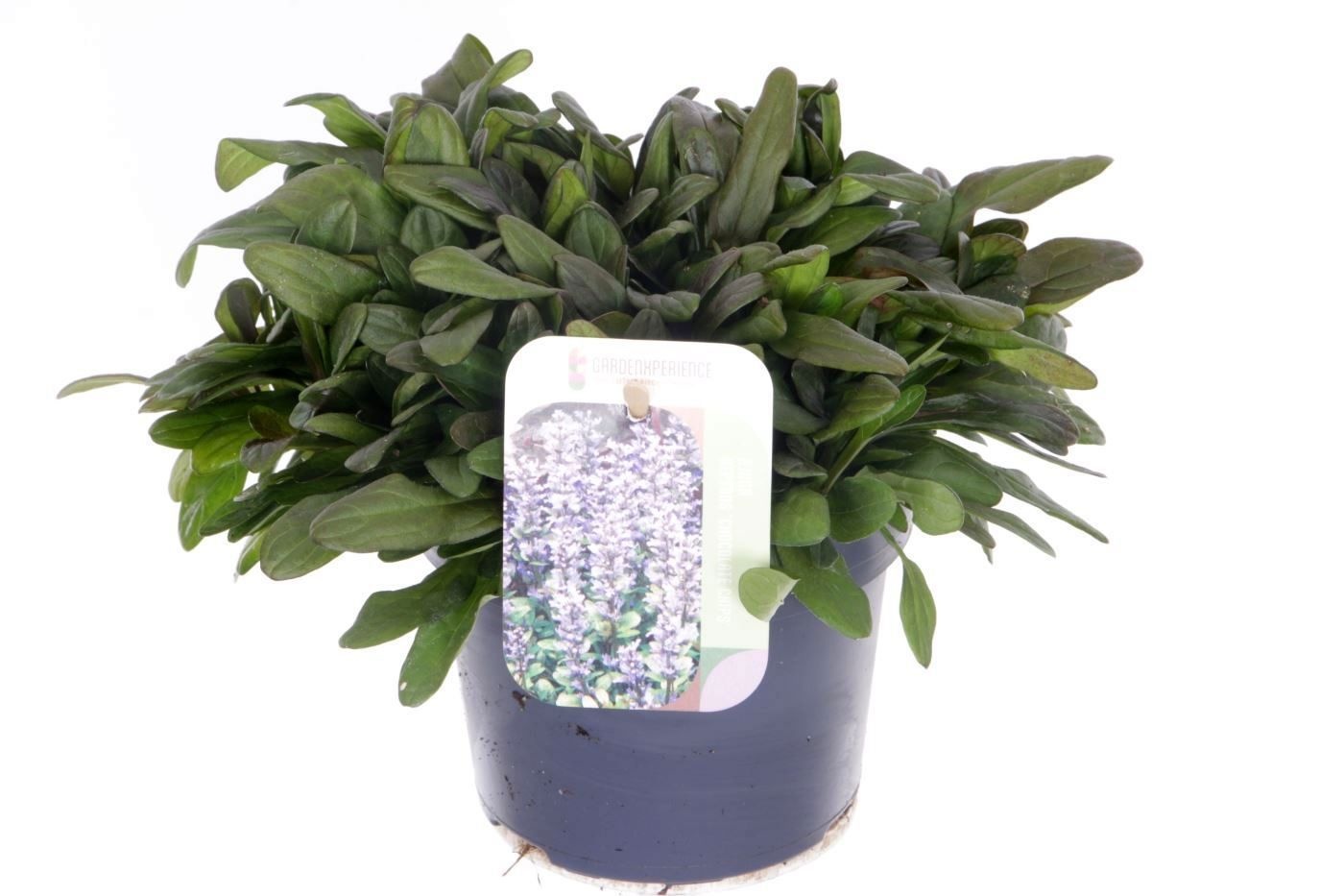 Ajuga Rept 13P 20H