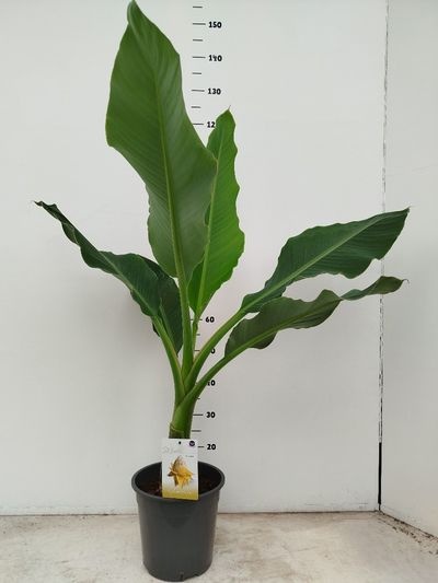Musella lasiocarpa