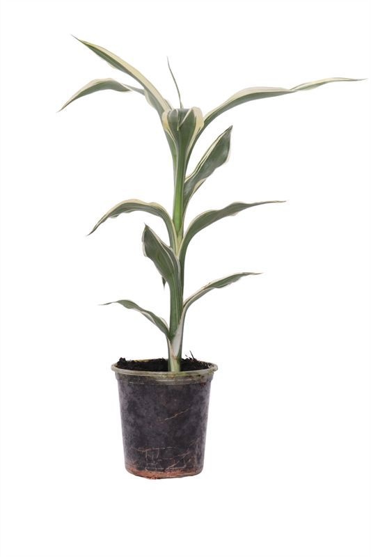 Dracaena Sanderiana
