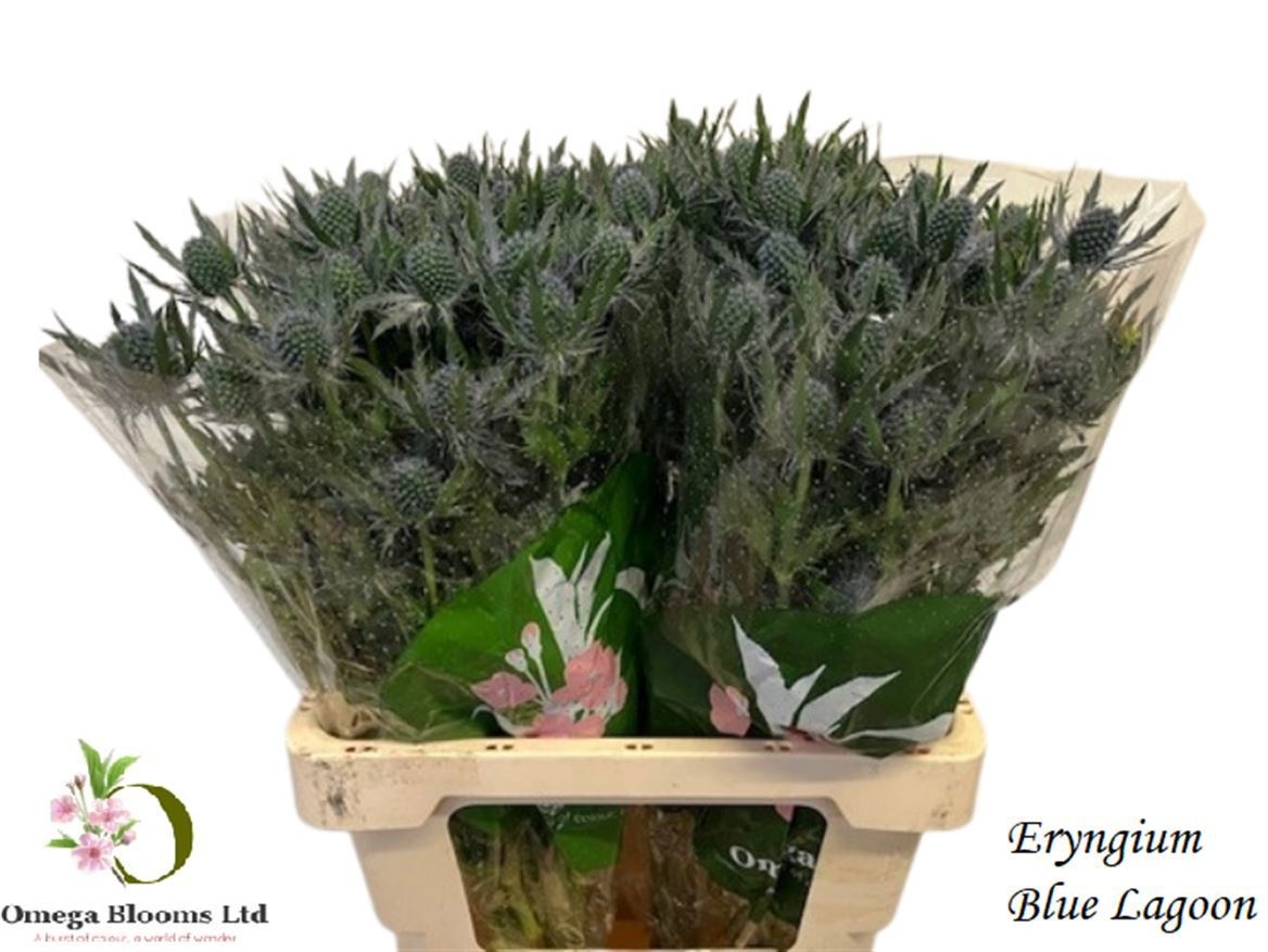 Eryngium Blue Lagoon 60cm