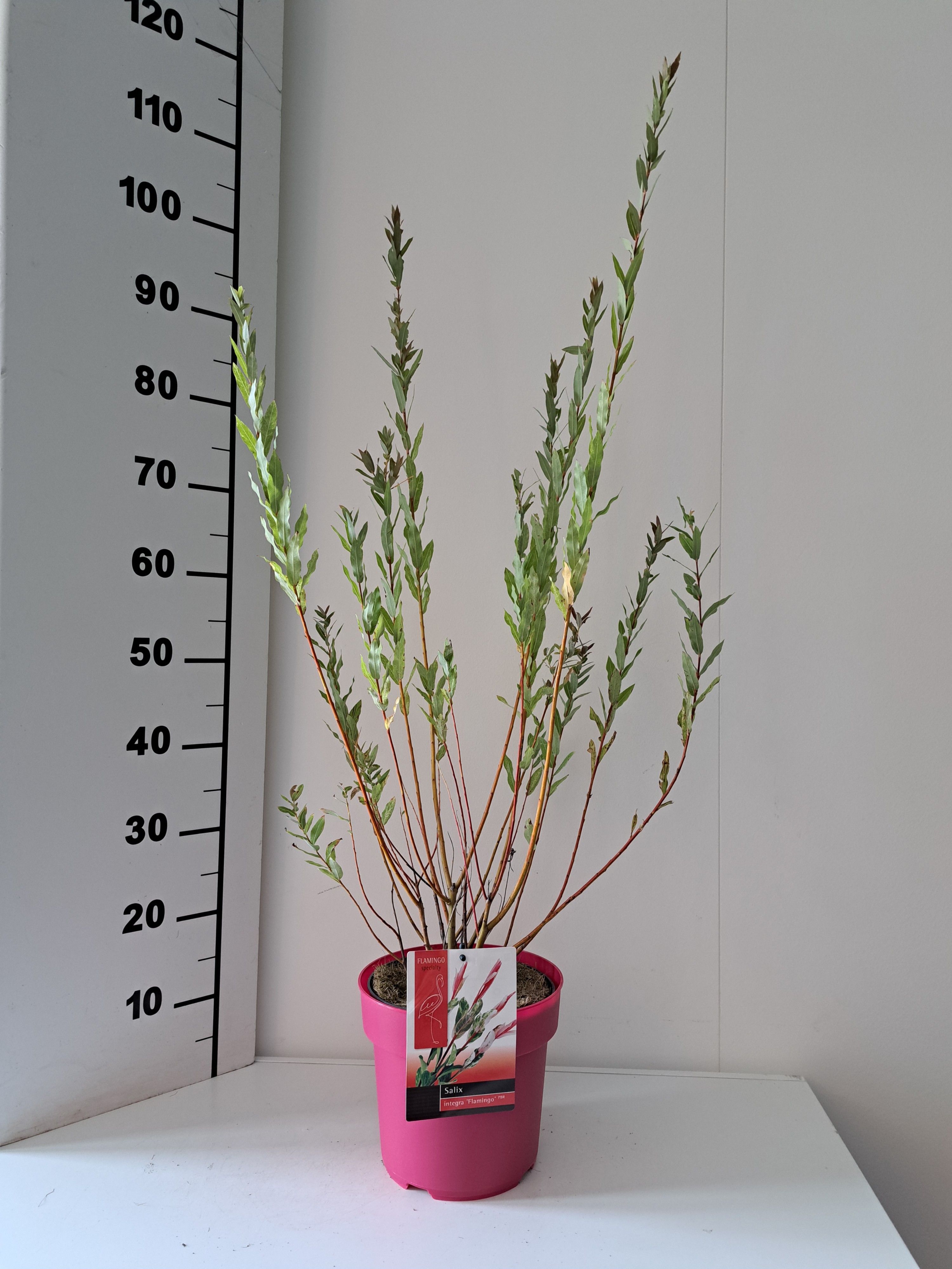 Salix Flamingo bush roze pot
