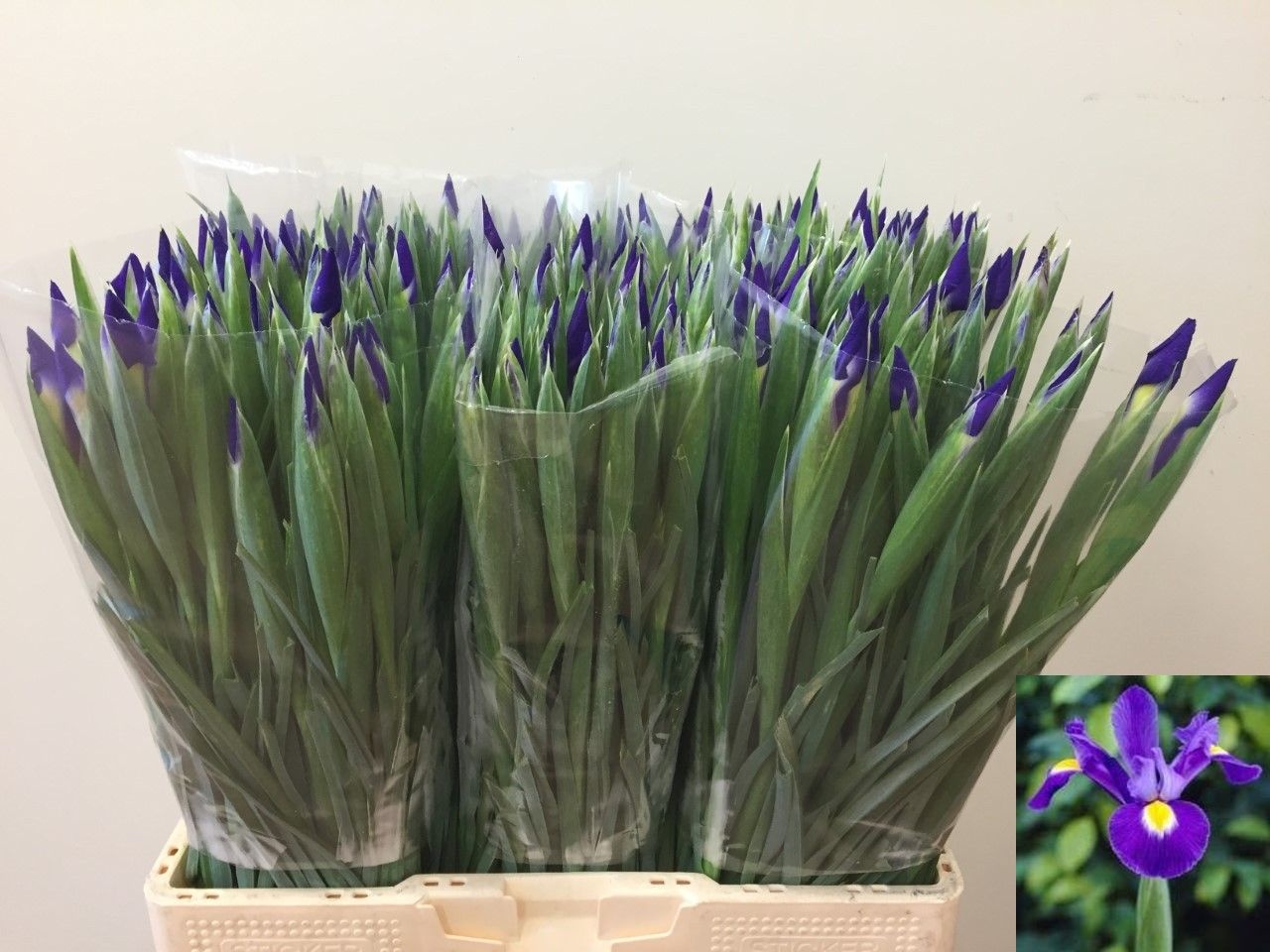 Iris Blue Magic