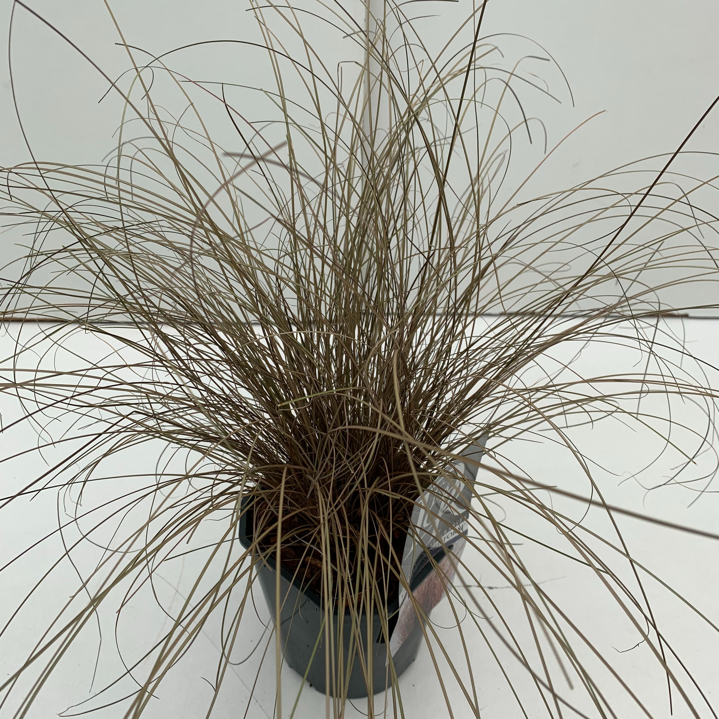 Picture of Carex Bronze Form P17 (2 Ltr) Square