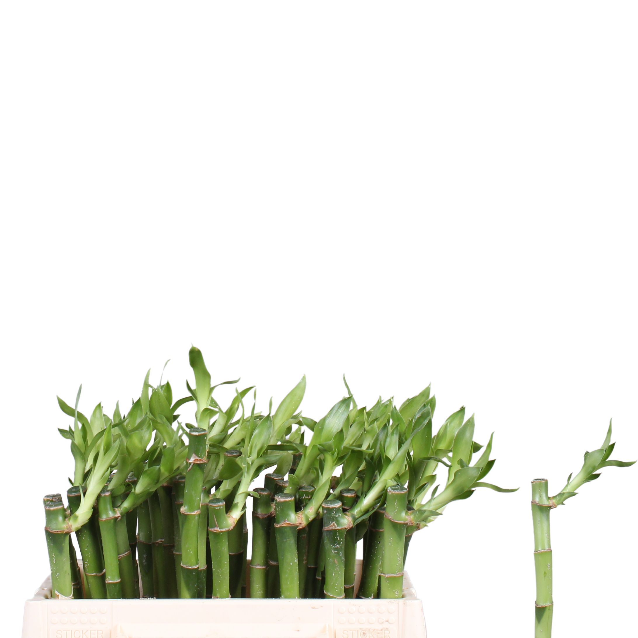 Drac S Lucky Bamboo