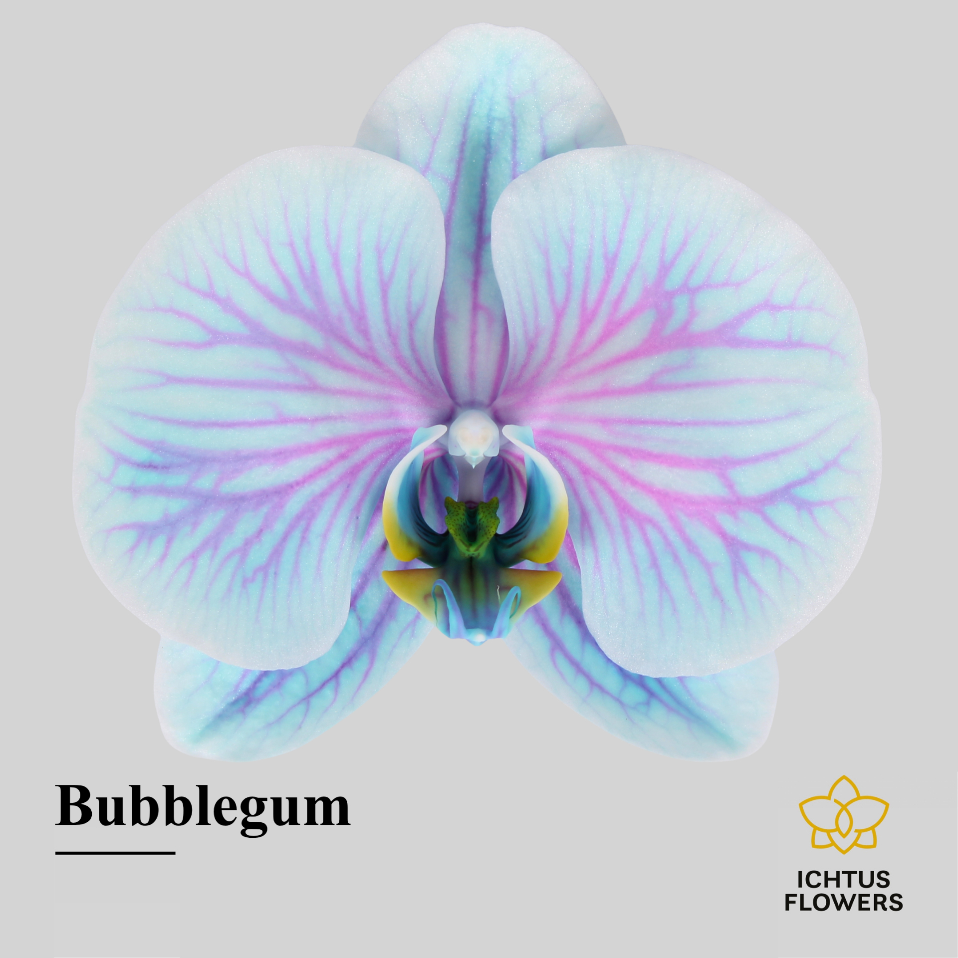 Phal Painted Excl. Bubblegum Bloem 25 Bloemen