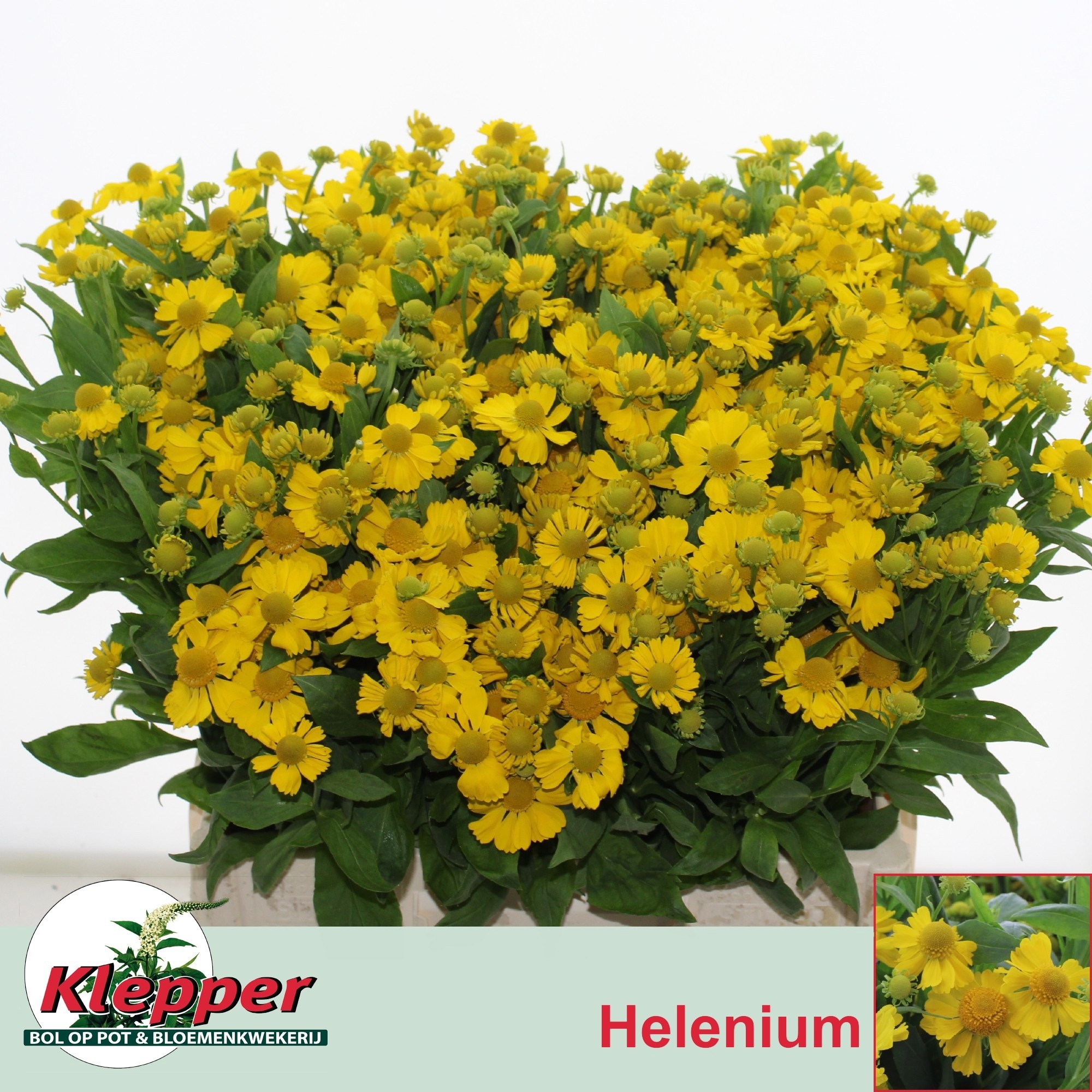 Helenium Kanaria 60cm