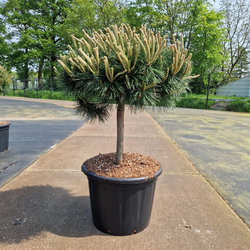 Picture of Pinus nigra Brepo C65 30/STD