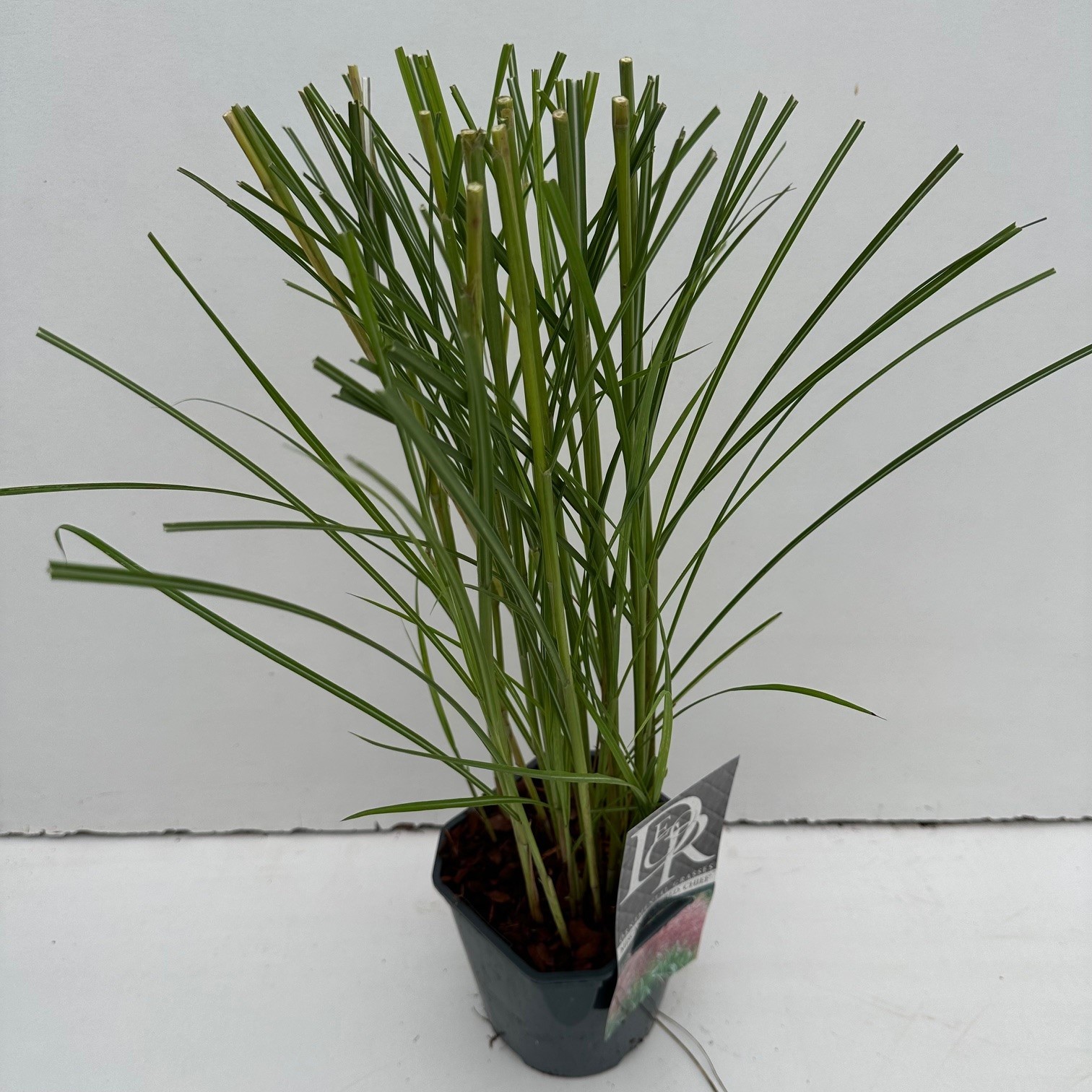 Picture of Miscanthus Red Chief P17 (2 Ltr) Square