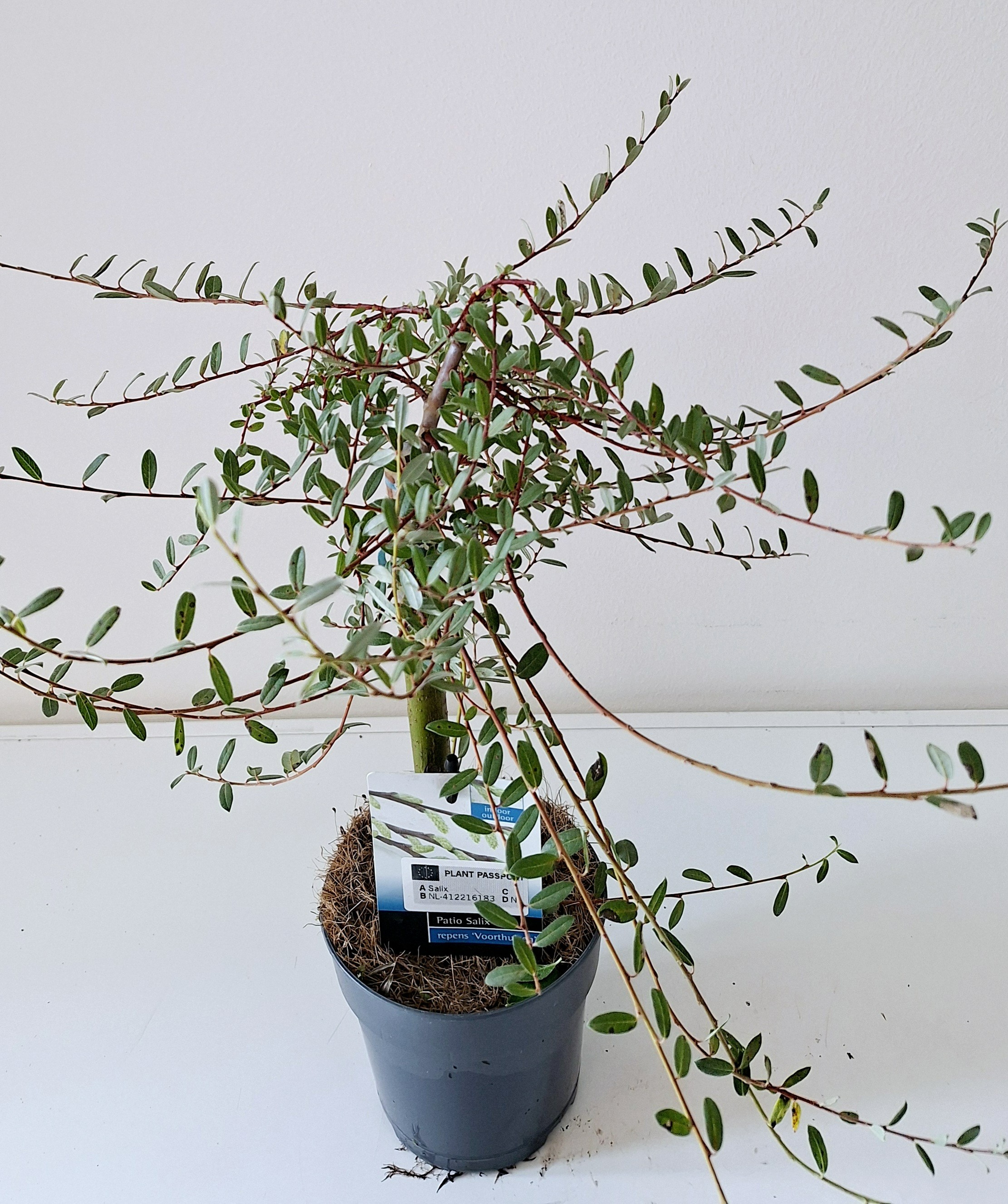 Picture of Salix repens 'Voorthuizen'