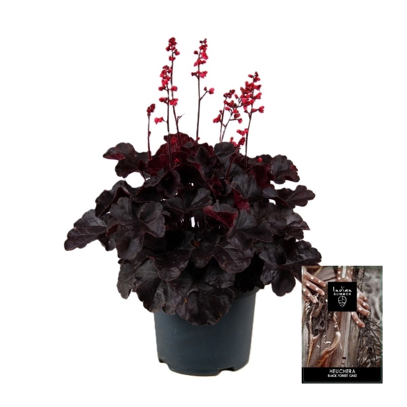 Heuchera Indian Summer Black Forest Cake