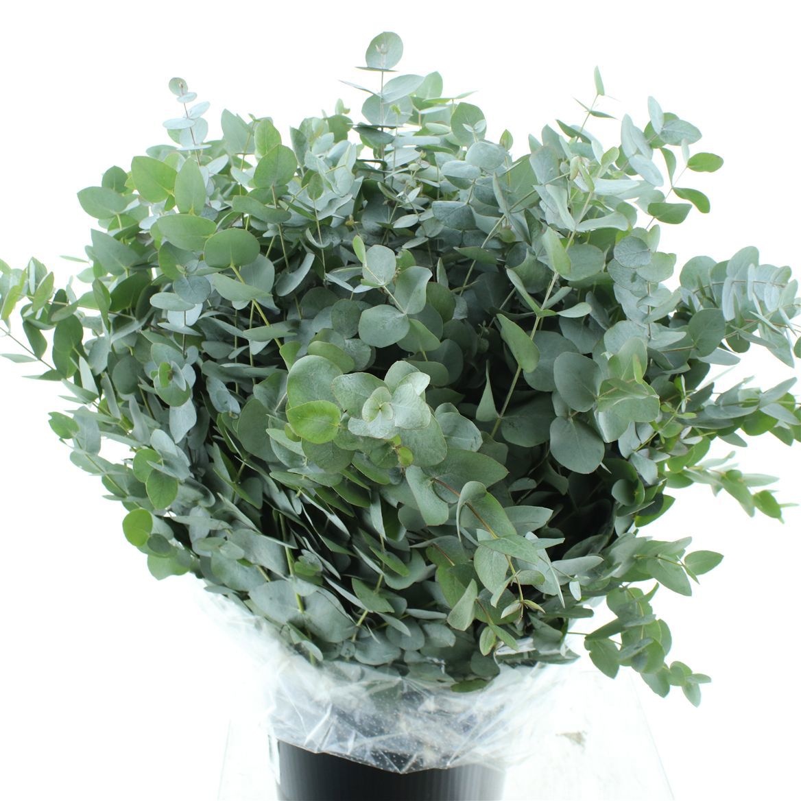 Euc Cinerea Per Bos