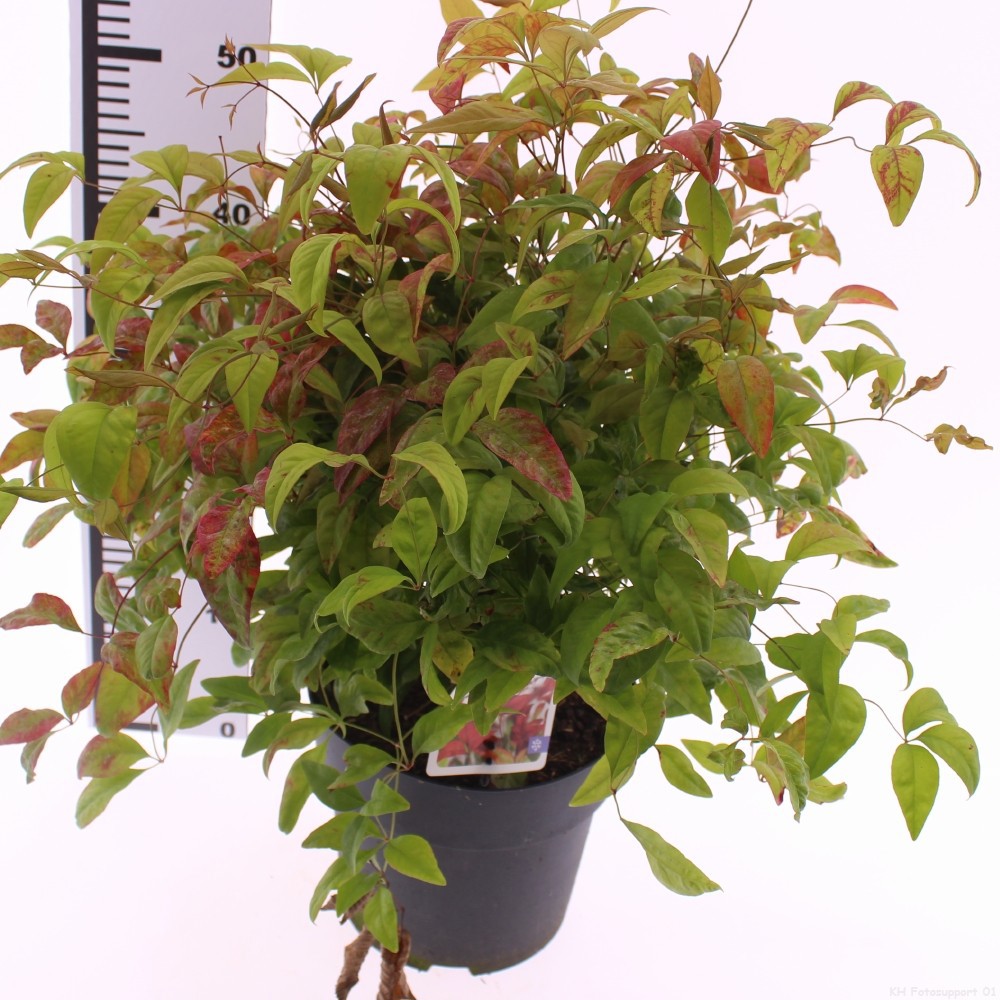 Picture of Nandina domestica 'Firepower'