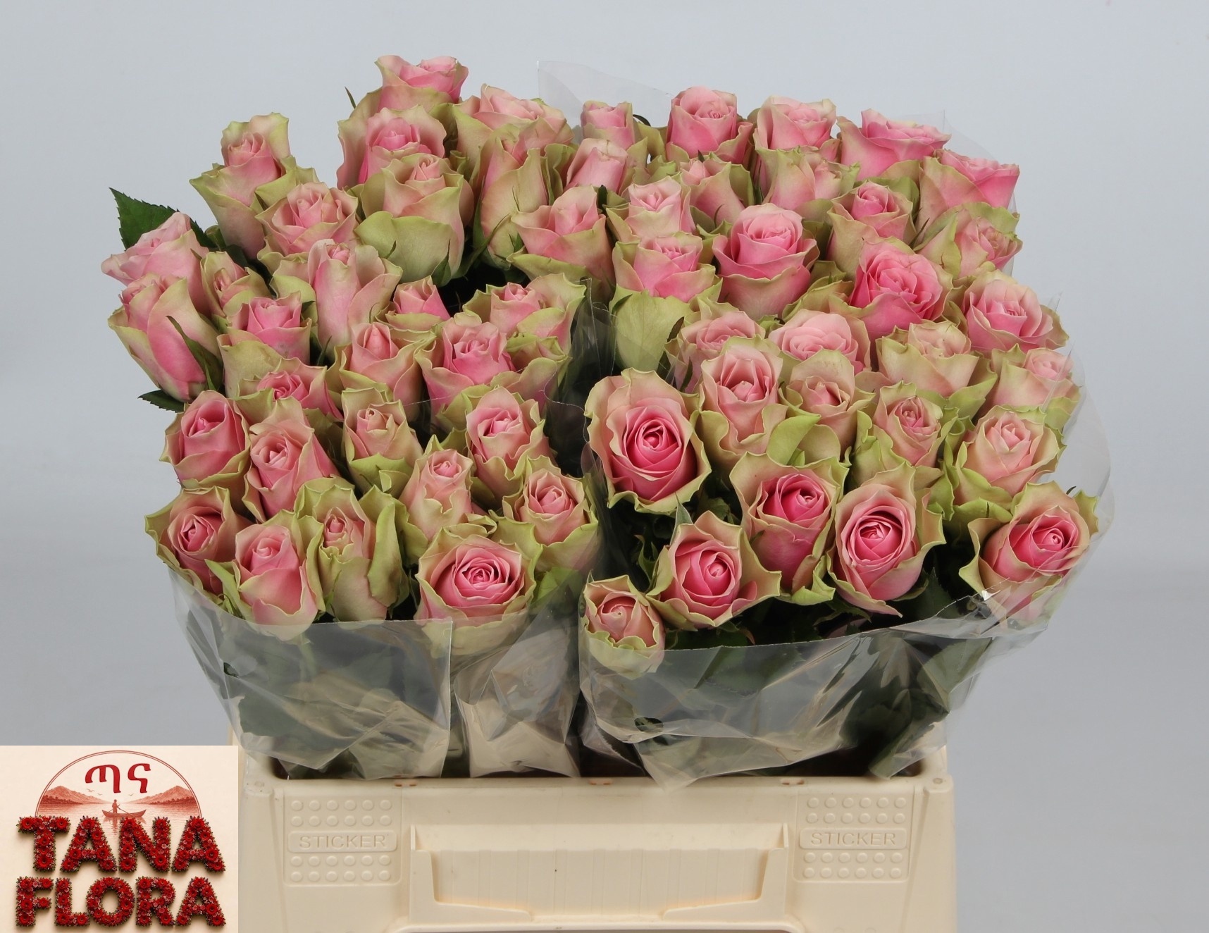 R Gr Belle Rose