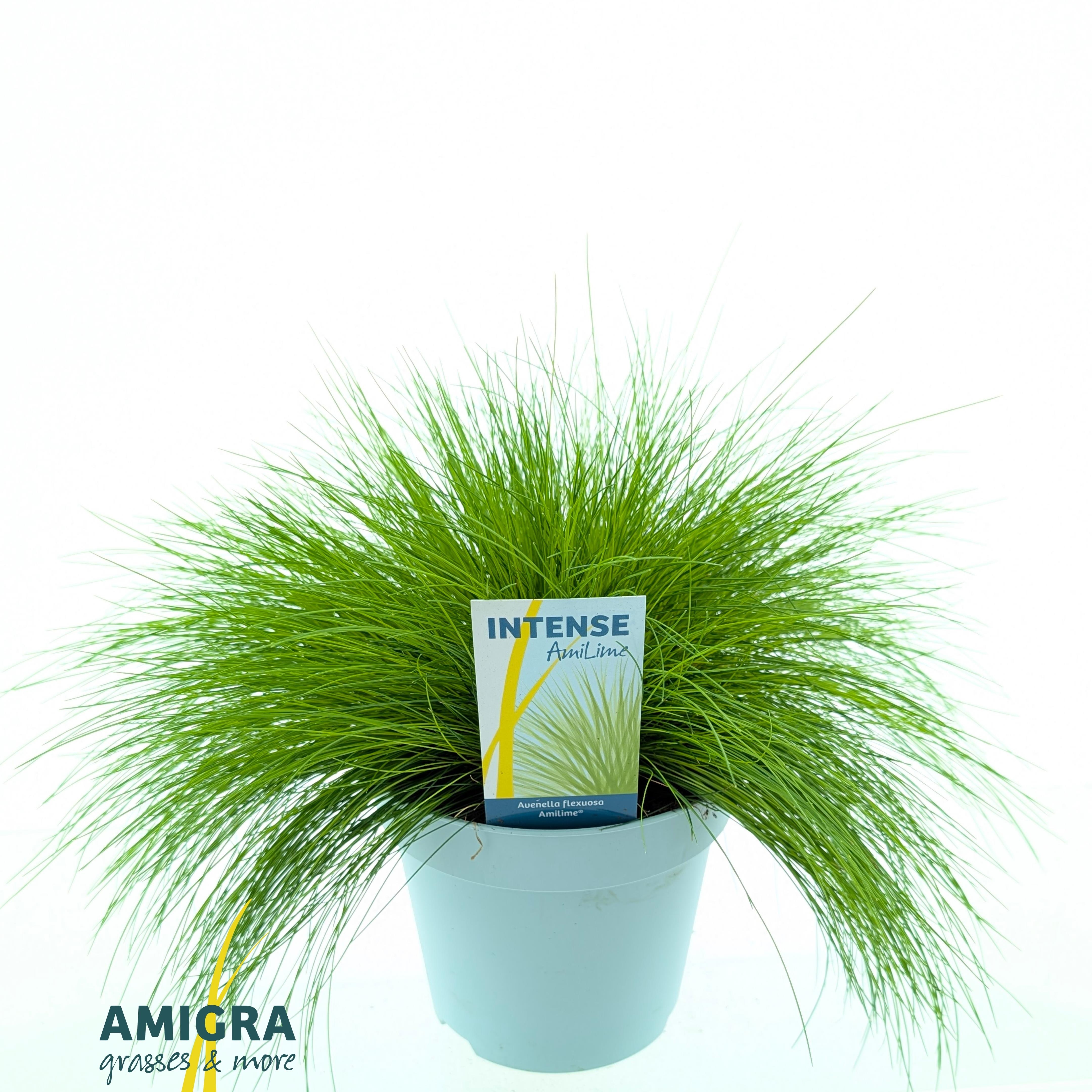 Picture of Deschampsia flexuosa AmiLime®