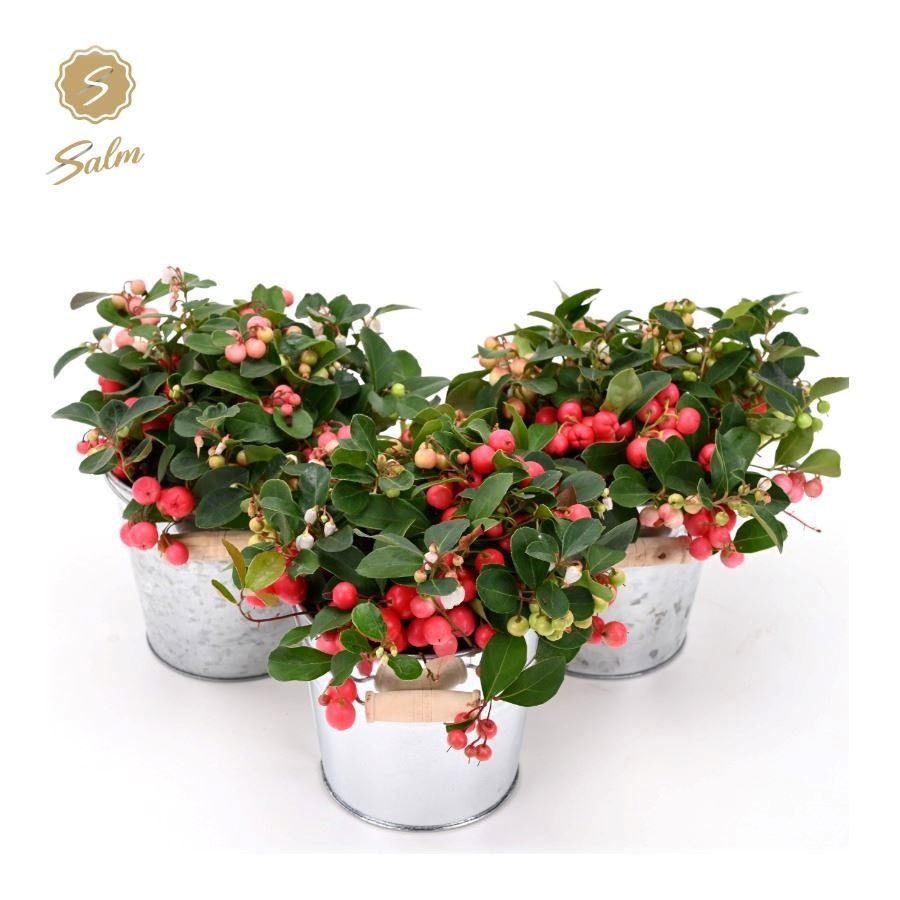 Gaultheria 'Ciao Bella'® in Zinc Old-Look