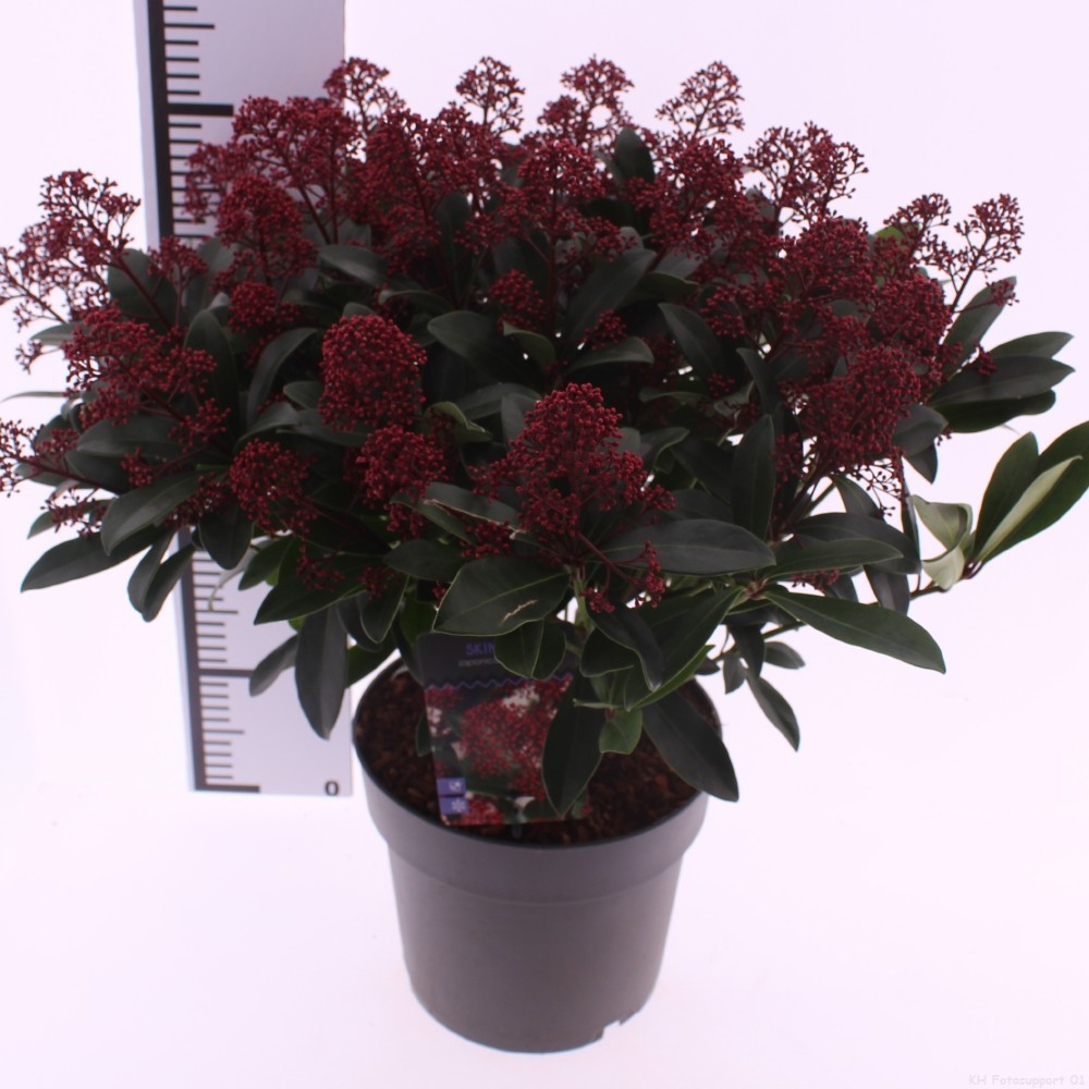 Picture of Skimmia jap. 'Rubella'