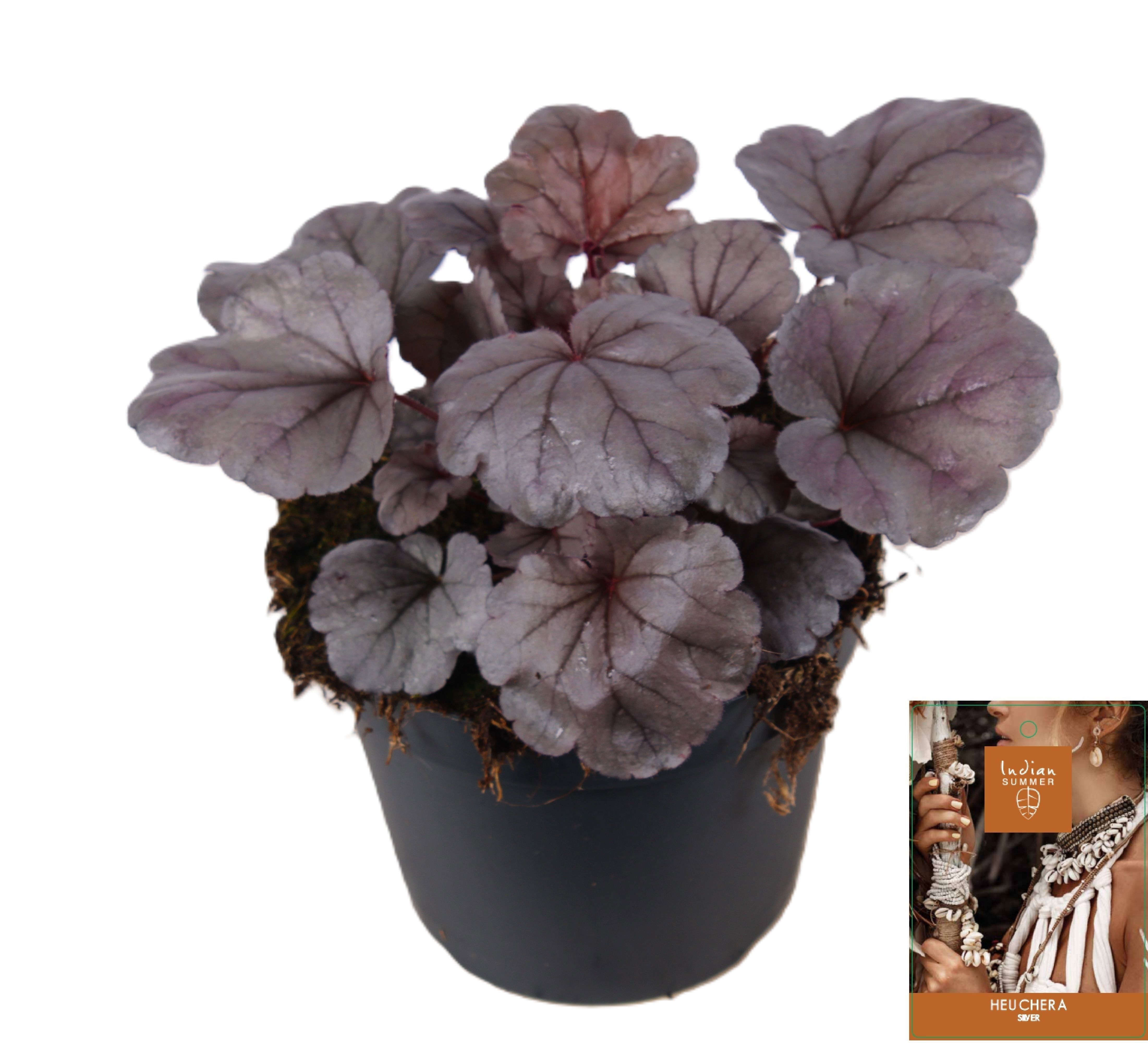 Picture of Heuchera Indian Summer Silver