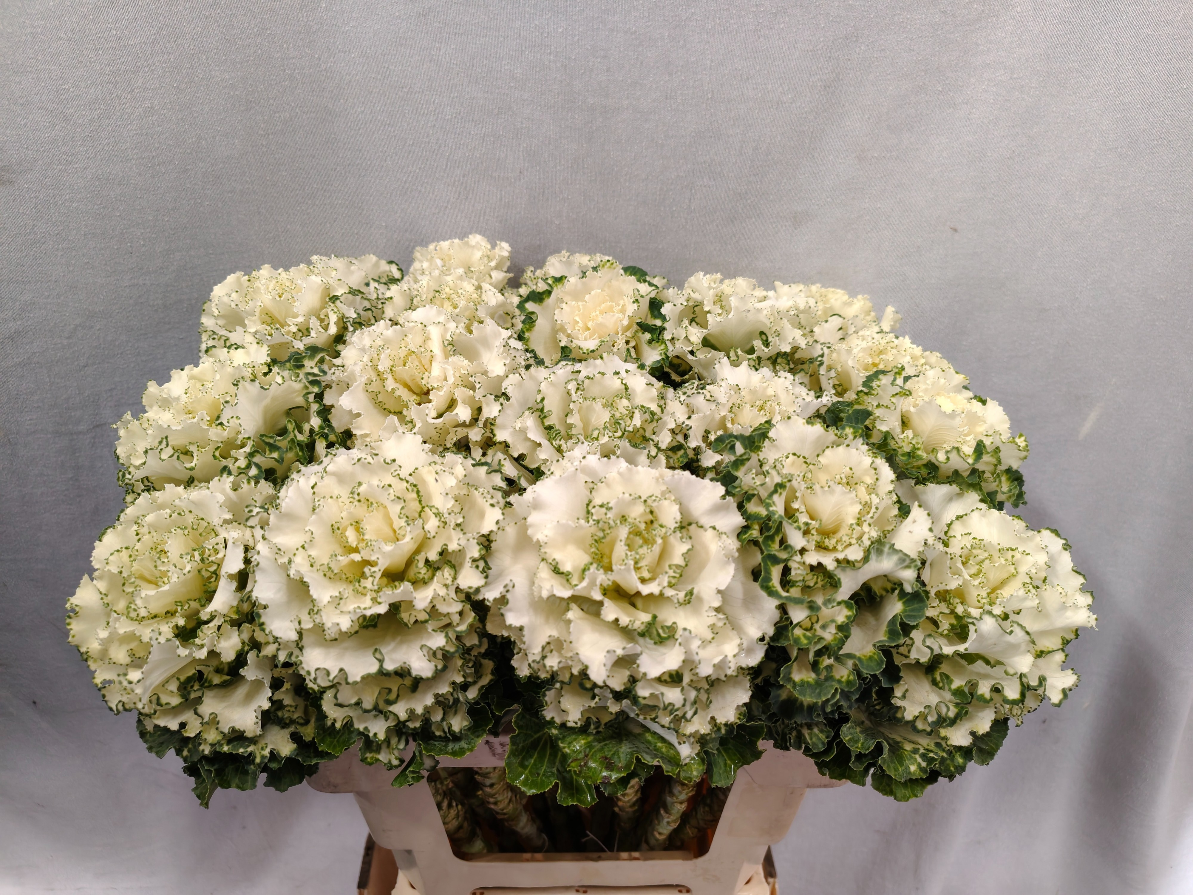 Brassica Crane Ruffle White 60cm