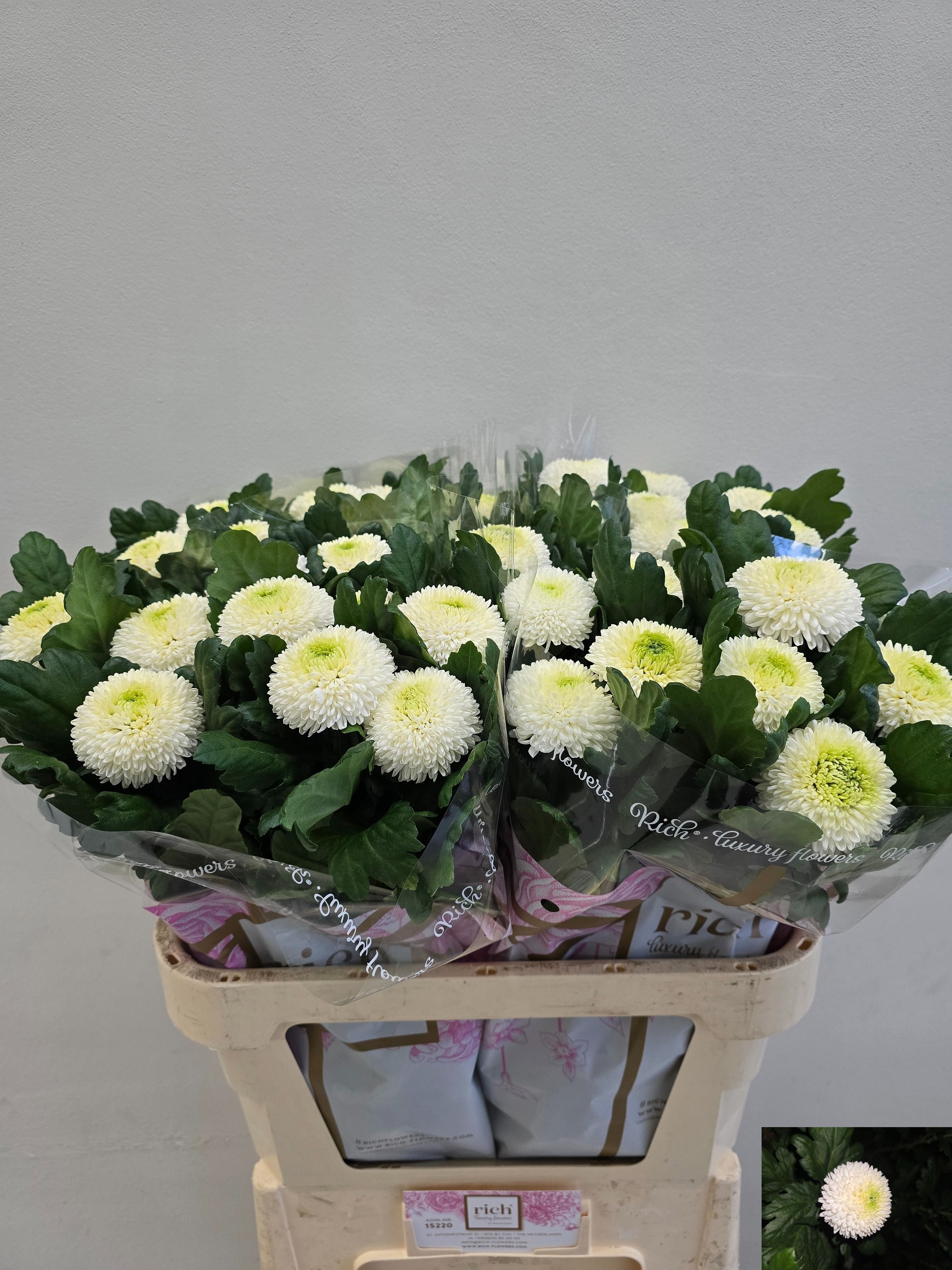 Chrysanthemum Single Ping Pong 80cm 75gram