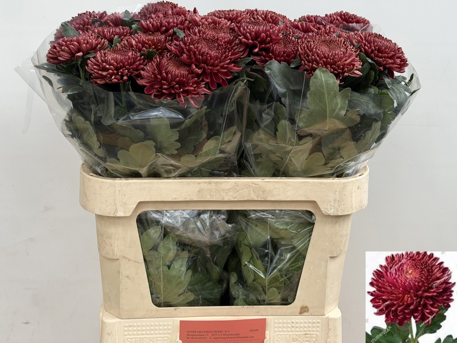 Chrys Single Bigoudi Red 80cm 120gram