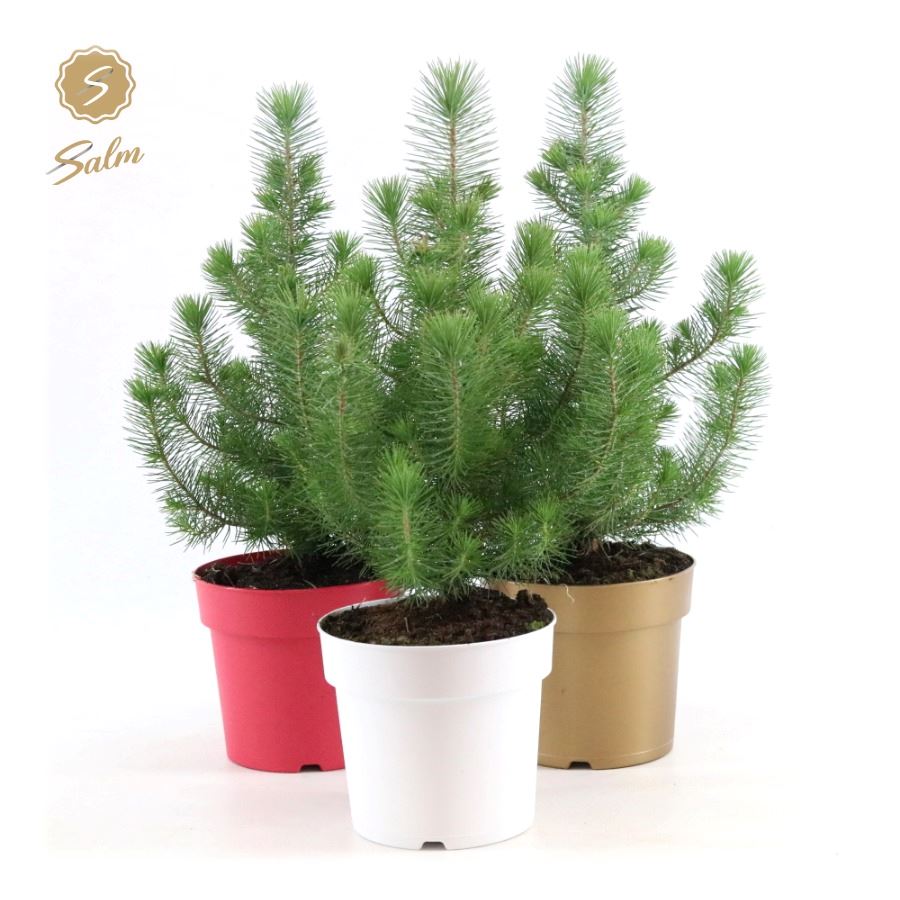 Picture of Pinus pinea Silver Crest in Pot Colour P17 50CM (LOOSE)