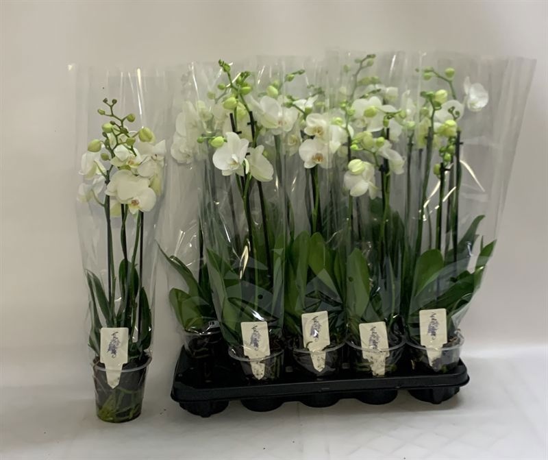 Phalaenopsis White 2 Stem 12Ø 60cm