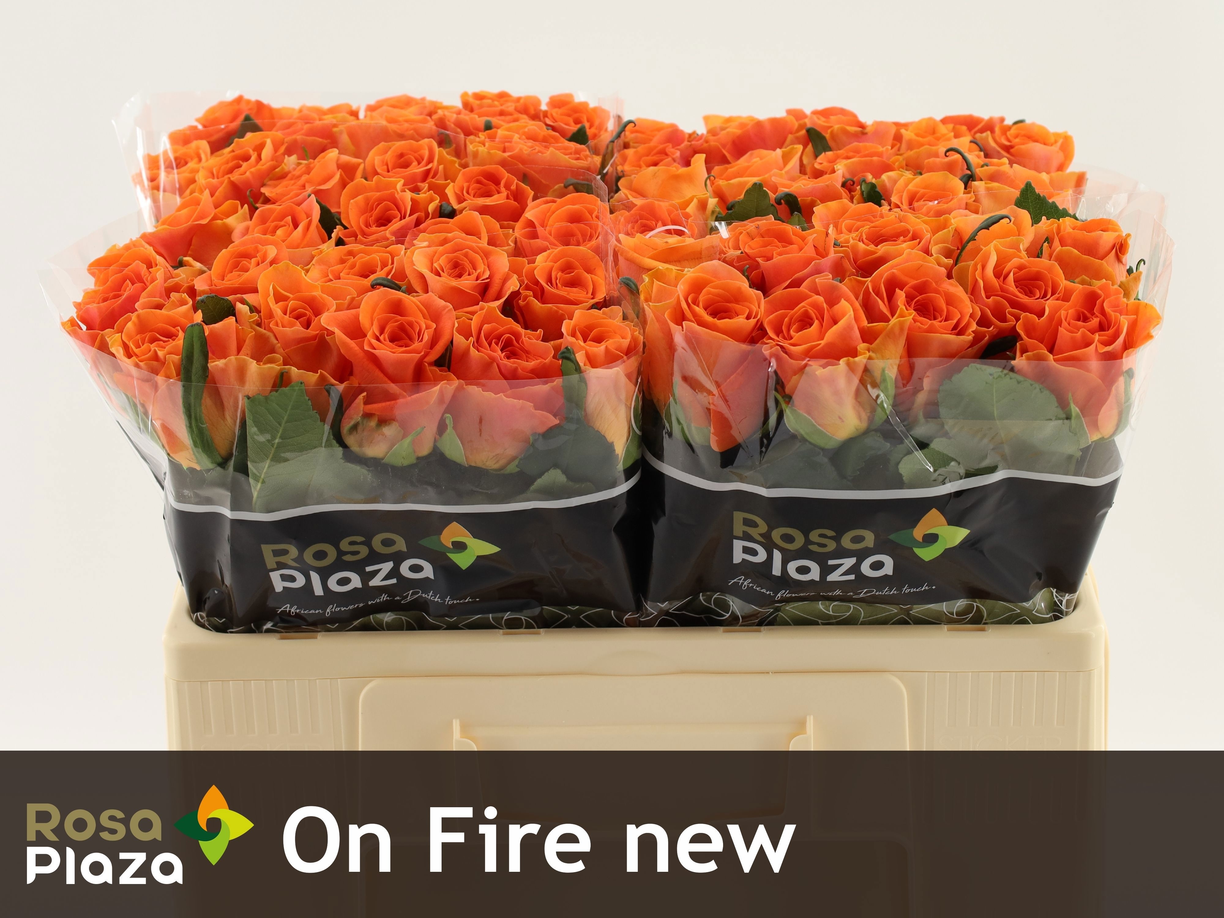Rosa On Fire 50cm