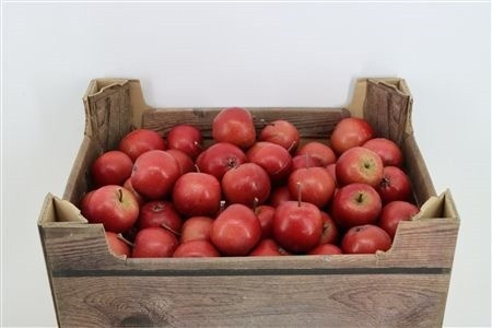 Malus (PER Tray)
