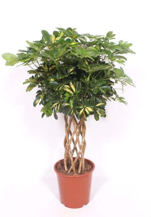 Schefflera Gold Capella p27 fachjan