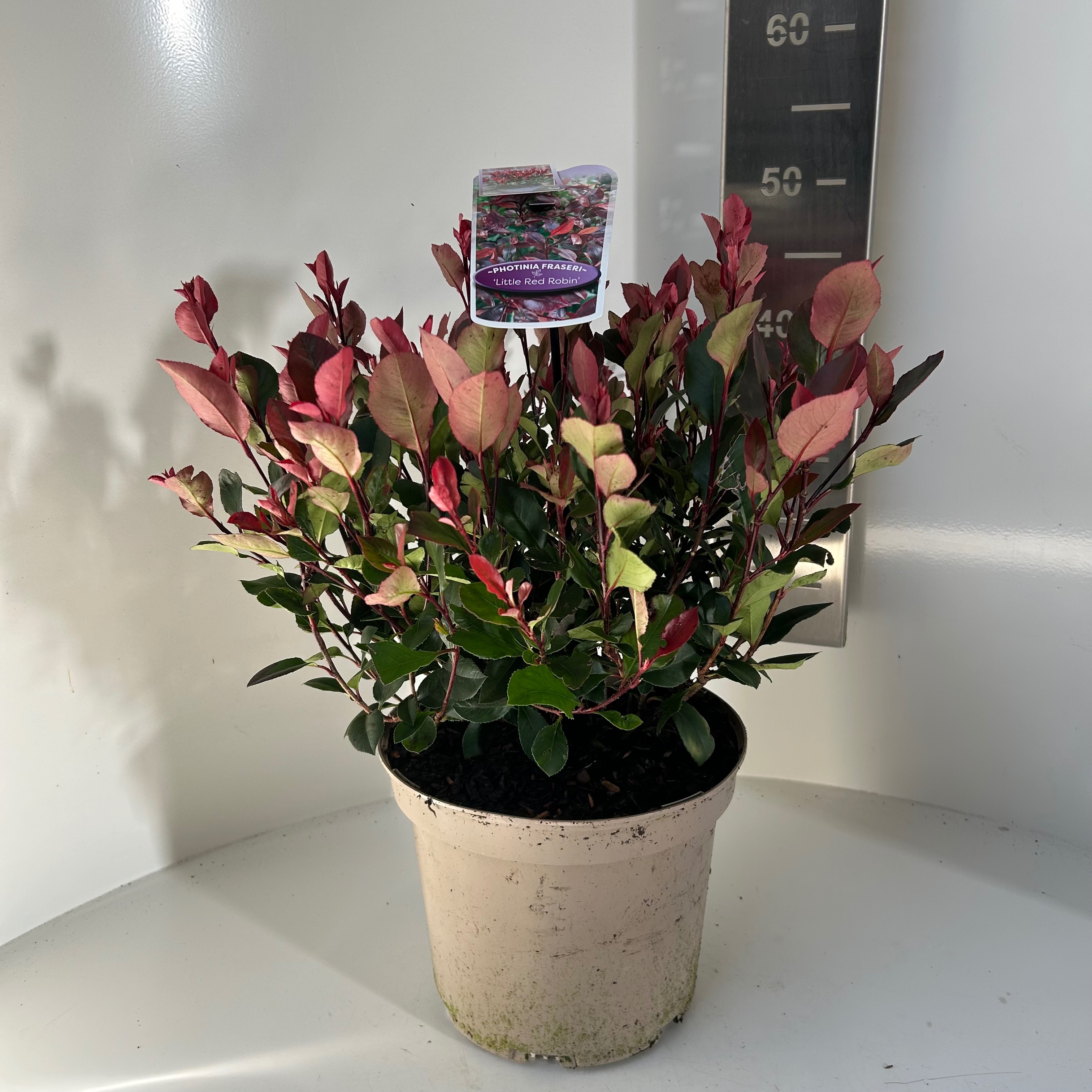 Picture of Photinia fras. Little Red Robin P23 (5 Ltr) (LOOSE)