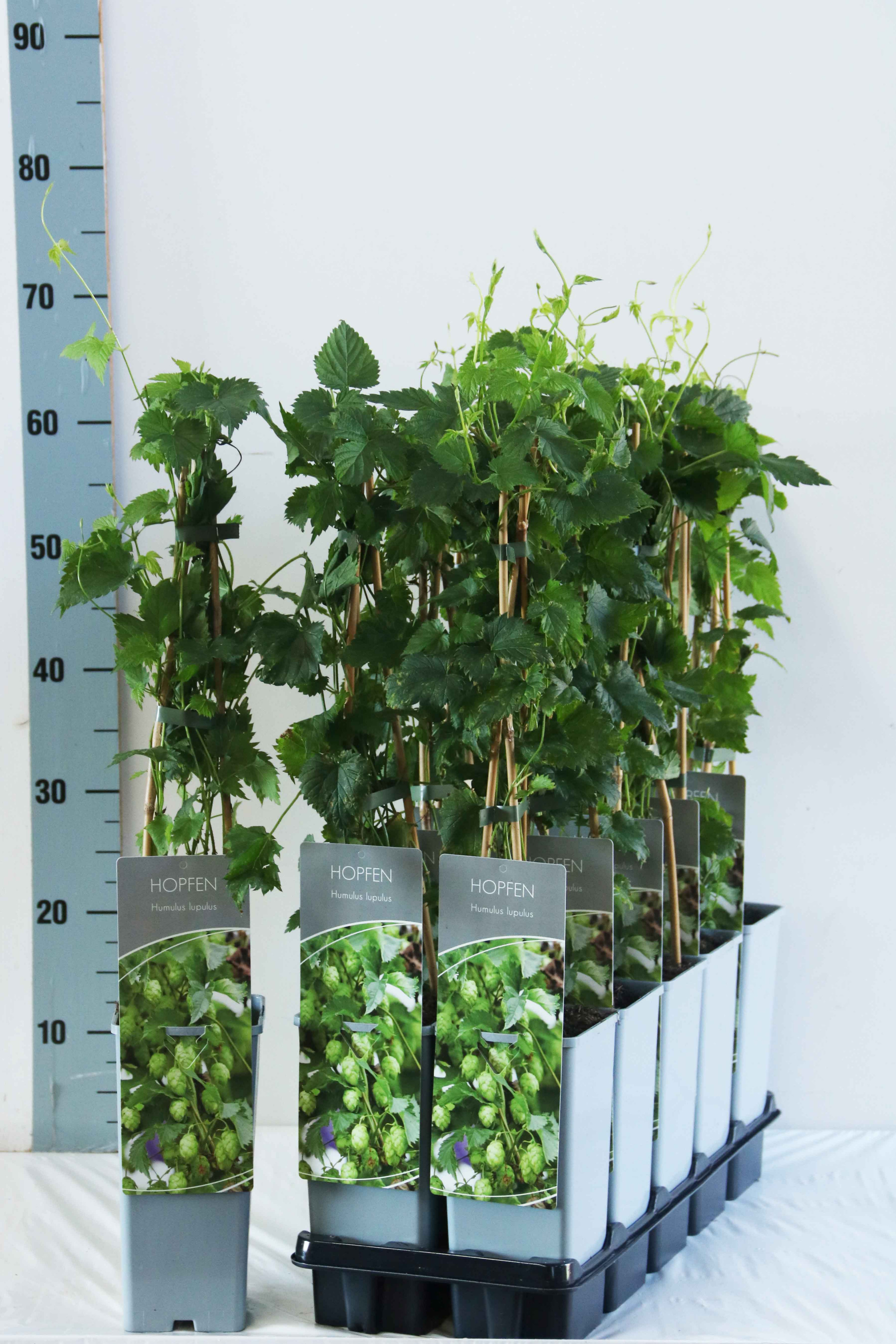 Humulus lupulus