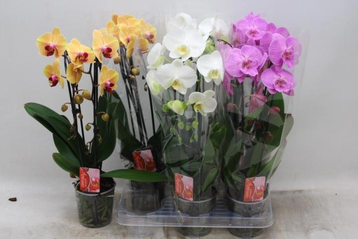 Phal El Cascade 12P 45H 2TAK 16bloem 23bloei