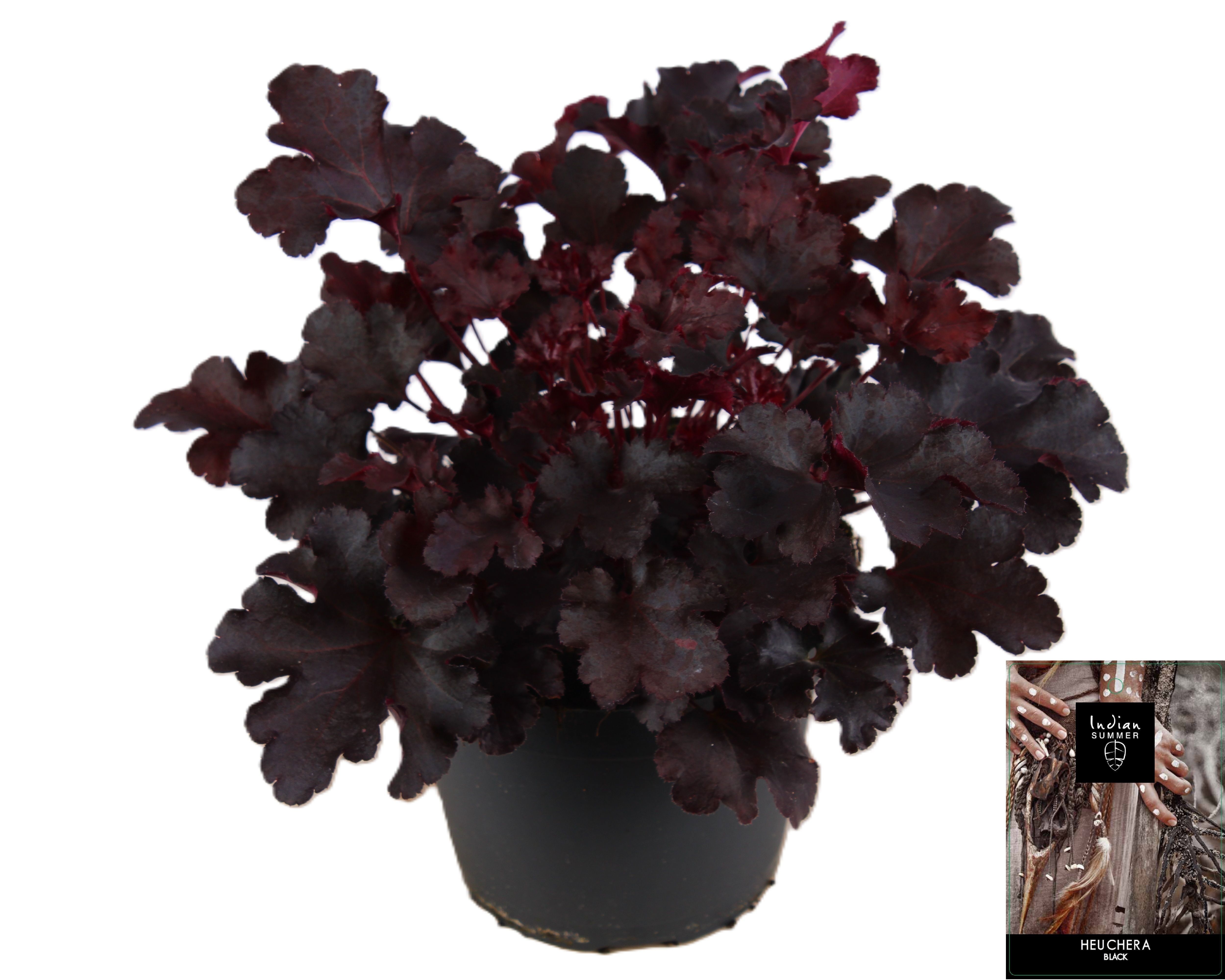 Picture of Heuchera Indian Summer Black