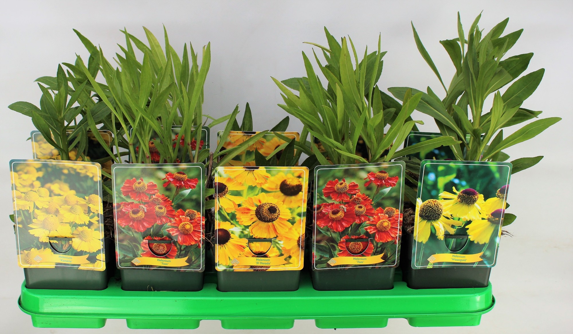 Picture of Helenium Mix 6x10 srt. per shelve P11