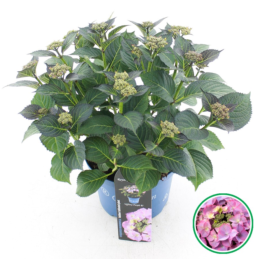 Picture of Hydrangea macr. Royalty® Tiffany Purple