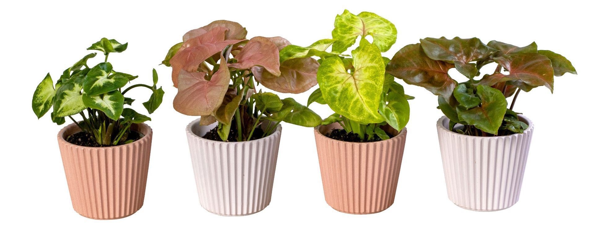 Syngonium L 66220 With Syngonium Mix