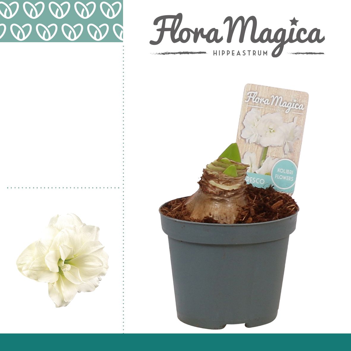 Hippeastrum Kolibri Alfresco, 2 Bud | OZ Planten