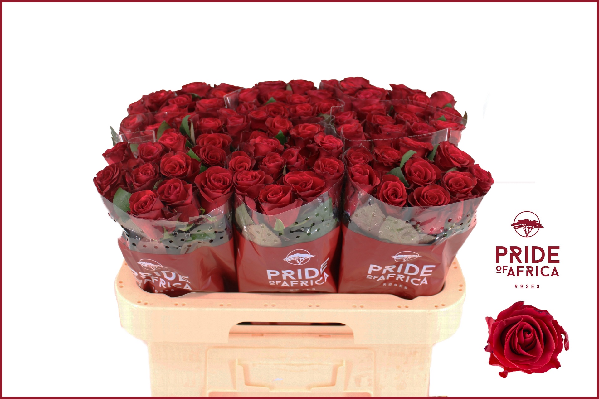 Rosa Red Tacazzi+ 60cm