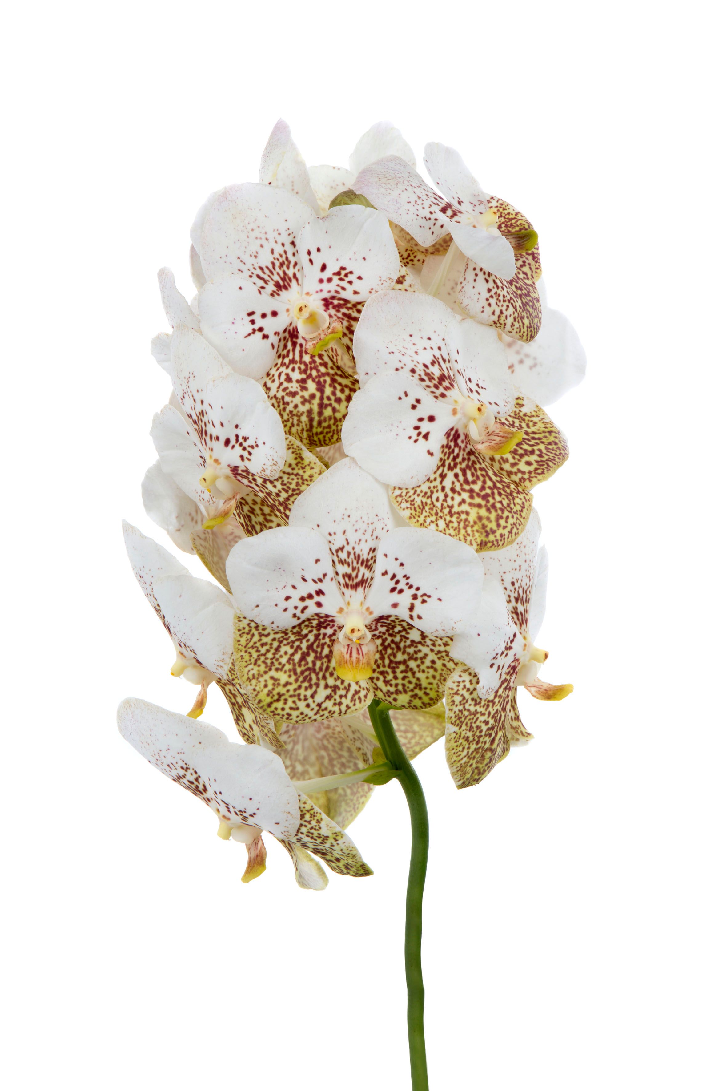 Vanda Yellow Spot 339