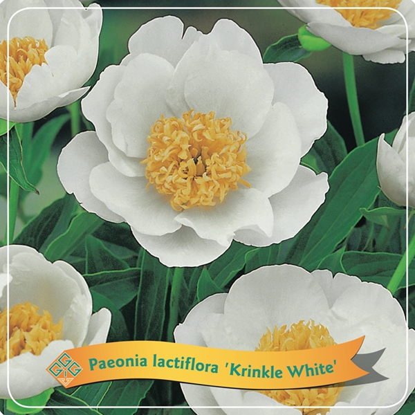 Picture of Paeonia Lactiflora mix shelve C5