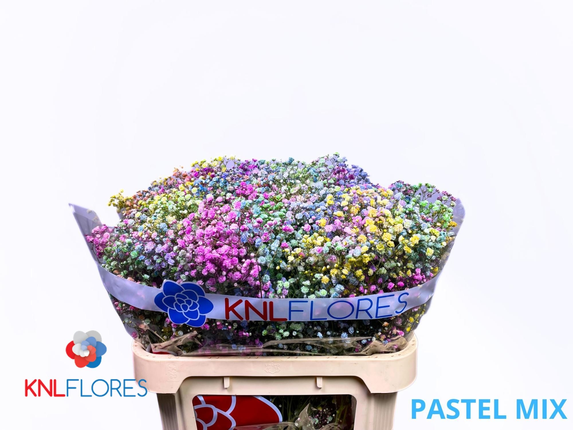 Gypsophila Painted 80cm 40gram