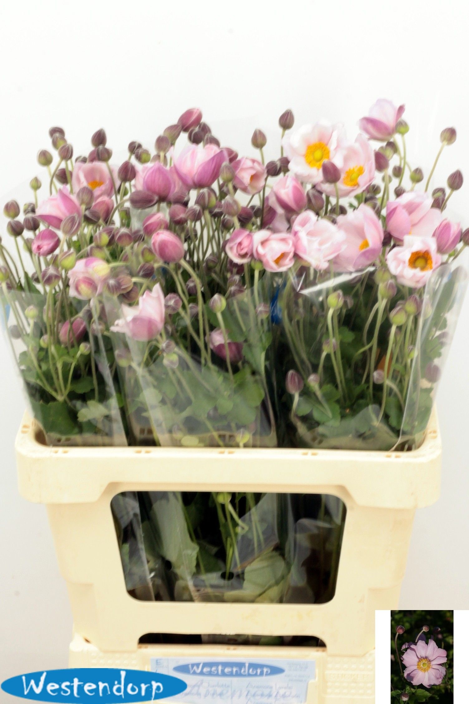 Anemone 60cm