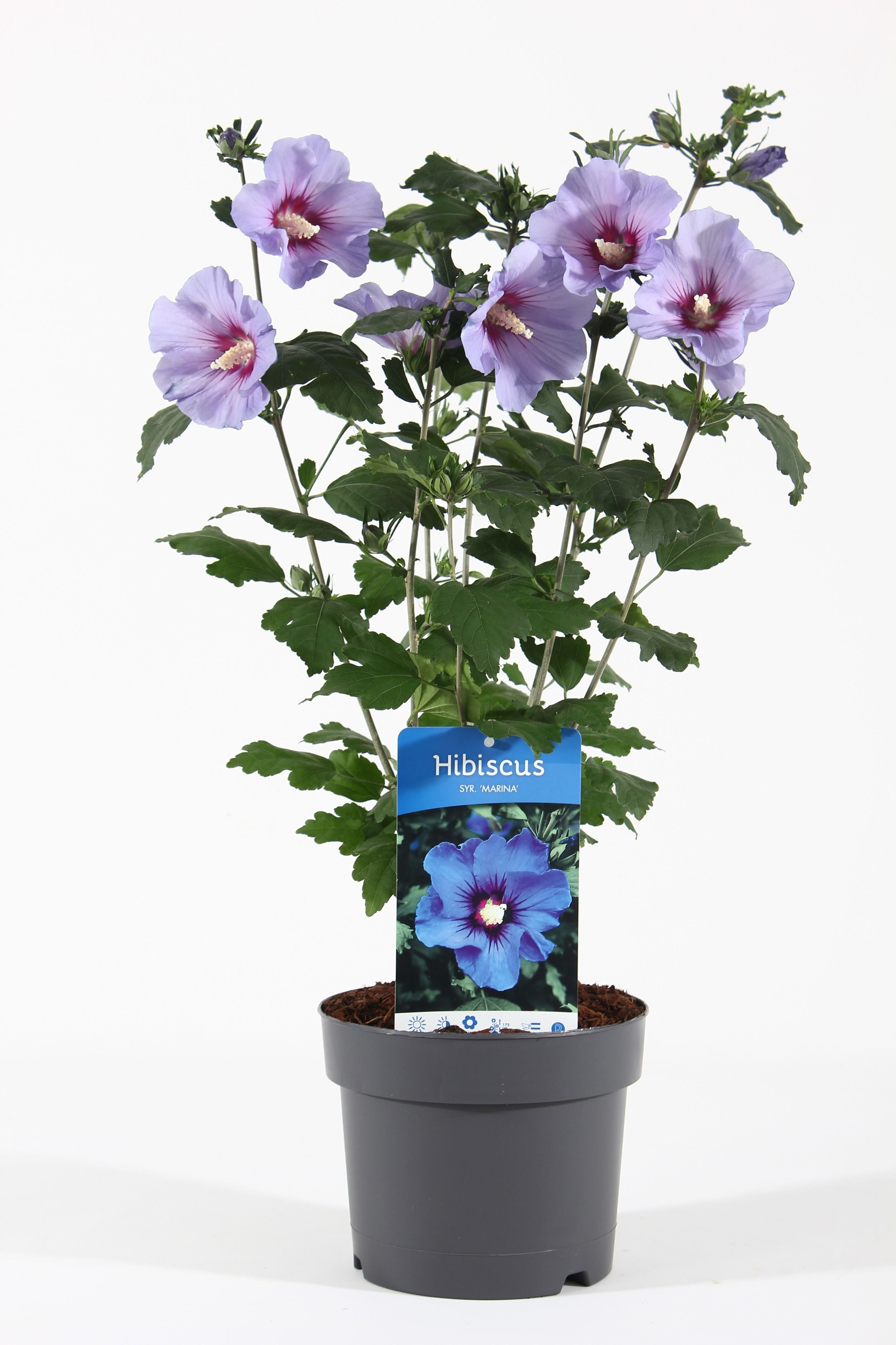 Hibiscus syriacus Marina | OZ Planten